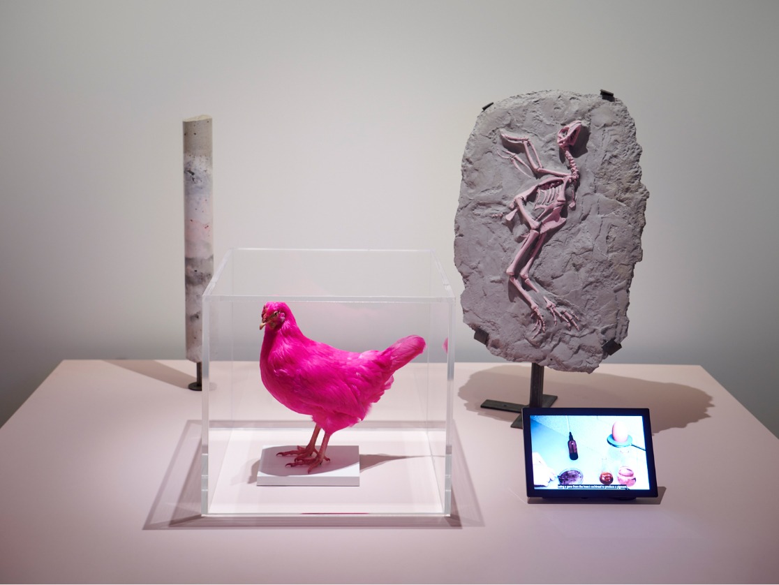 Ein ausgestopftes, hellrosa Huhn in einer Vitrine, neben einem rosa Hühnerskelett in einem Zementblock und einem digitalen Bildschirm.