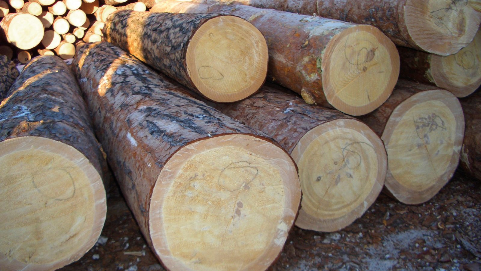 Close-up of felled tree trunks with handwritten markings.