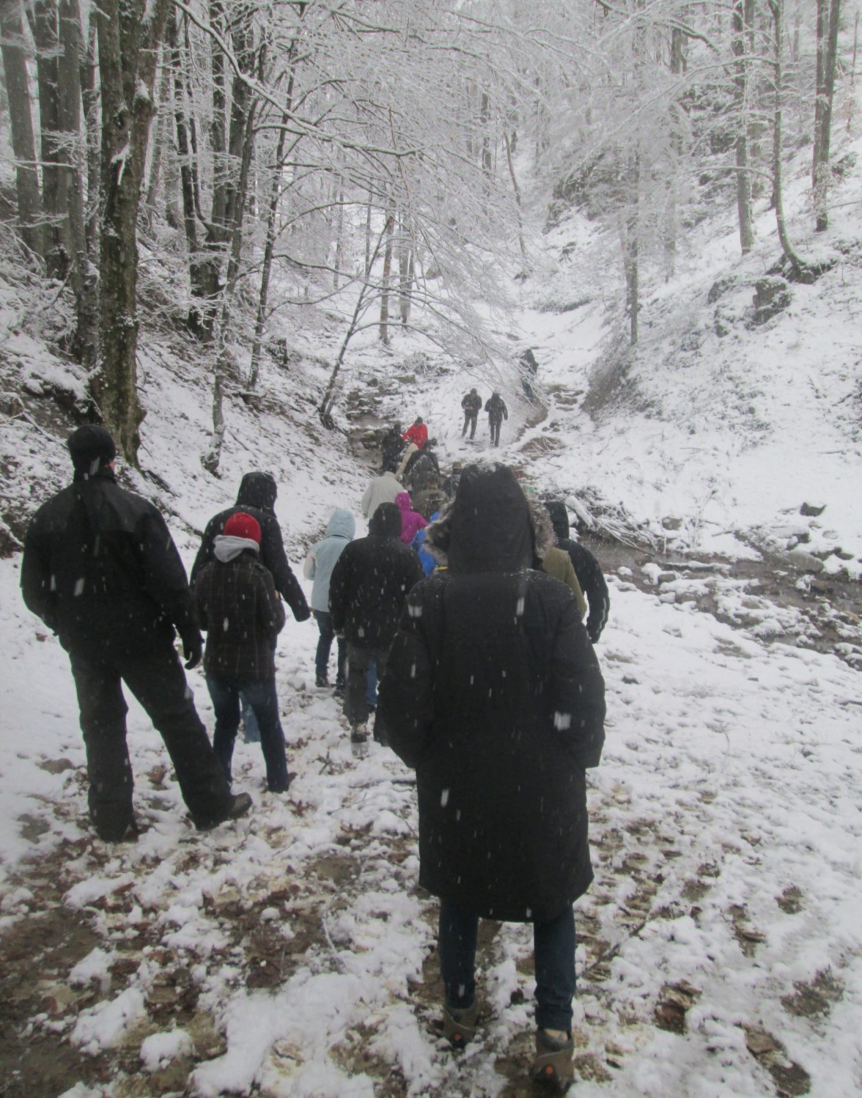 A group of people seen from behind walking through snow-covered woods.