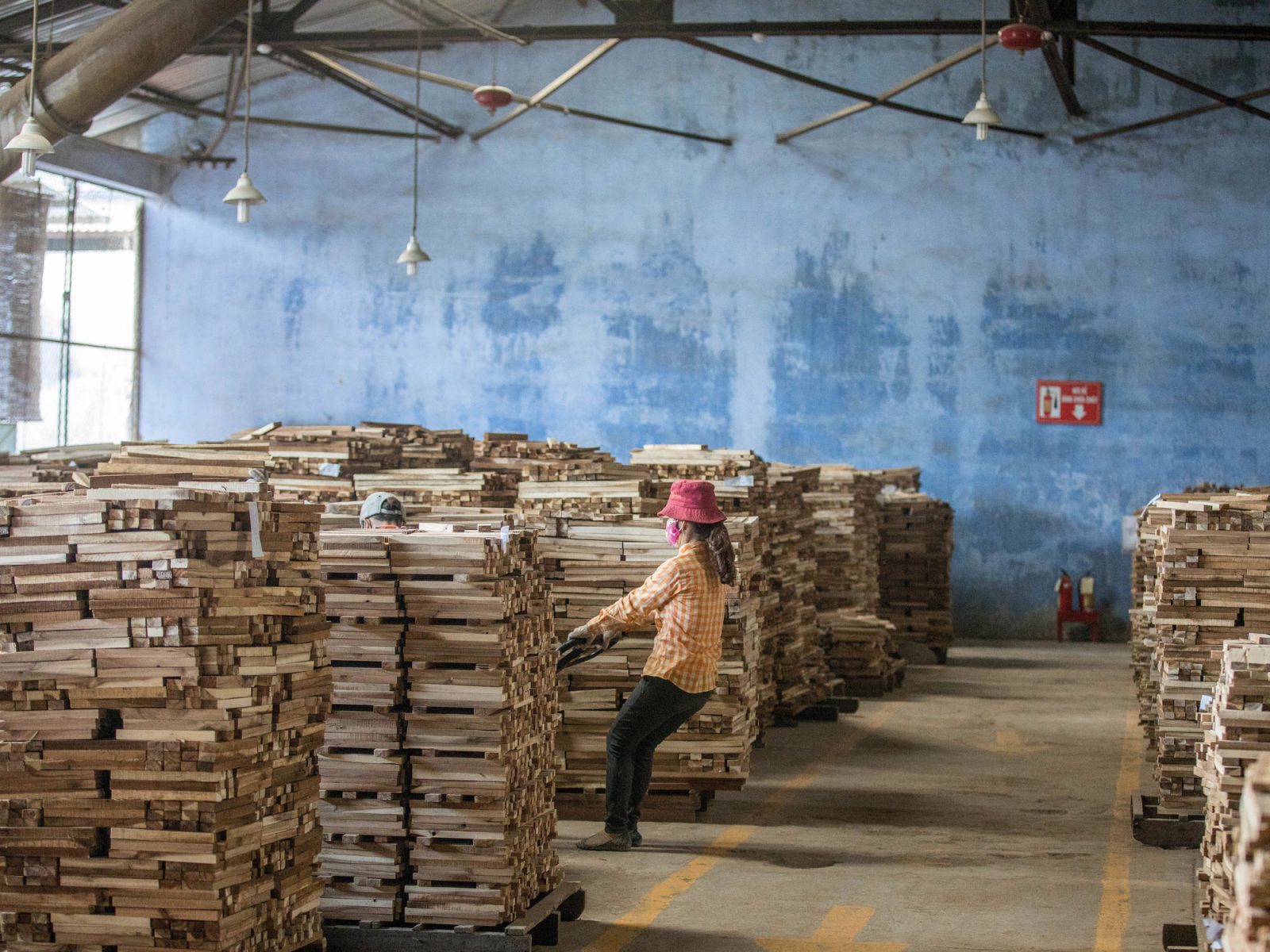 Högt staplat akaciaträ på pallar i fabrik, asiatisk kvinna med röd hatt, rutig skjorta och munskydd flyttar en pall.