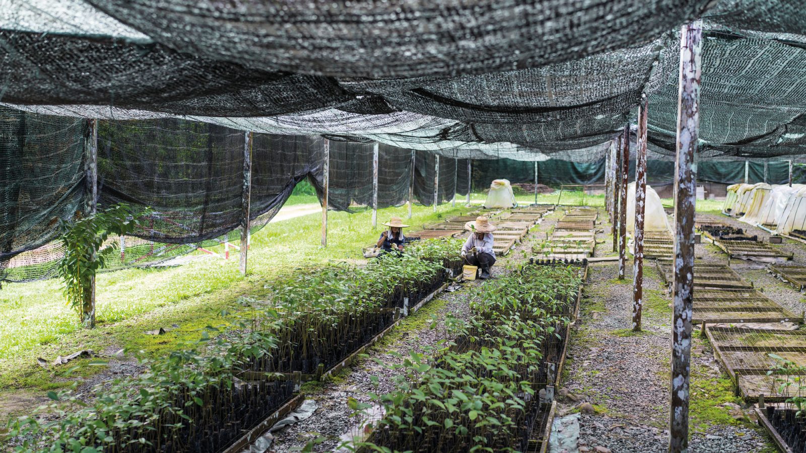 Two people wearing large straw hats work with small plants in replanting beds under net roof.