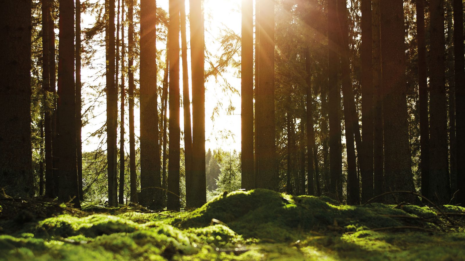 The sun shines through tall pines, the ground covered with moss.
