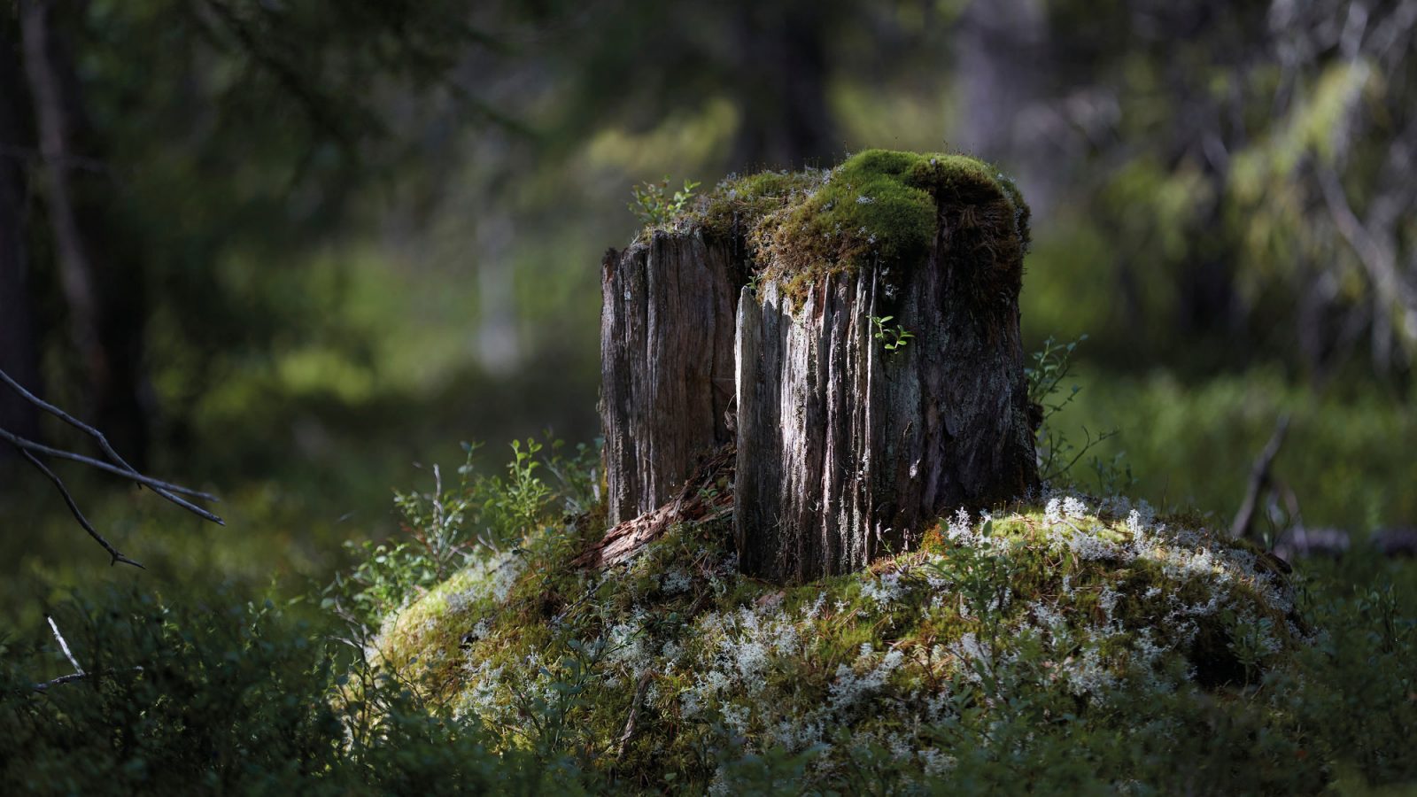 Sunbeams shine on a moss-covered stump in a forest.