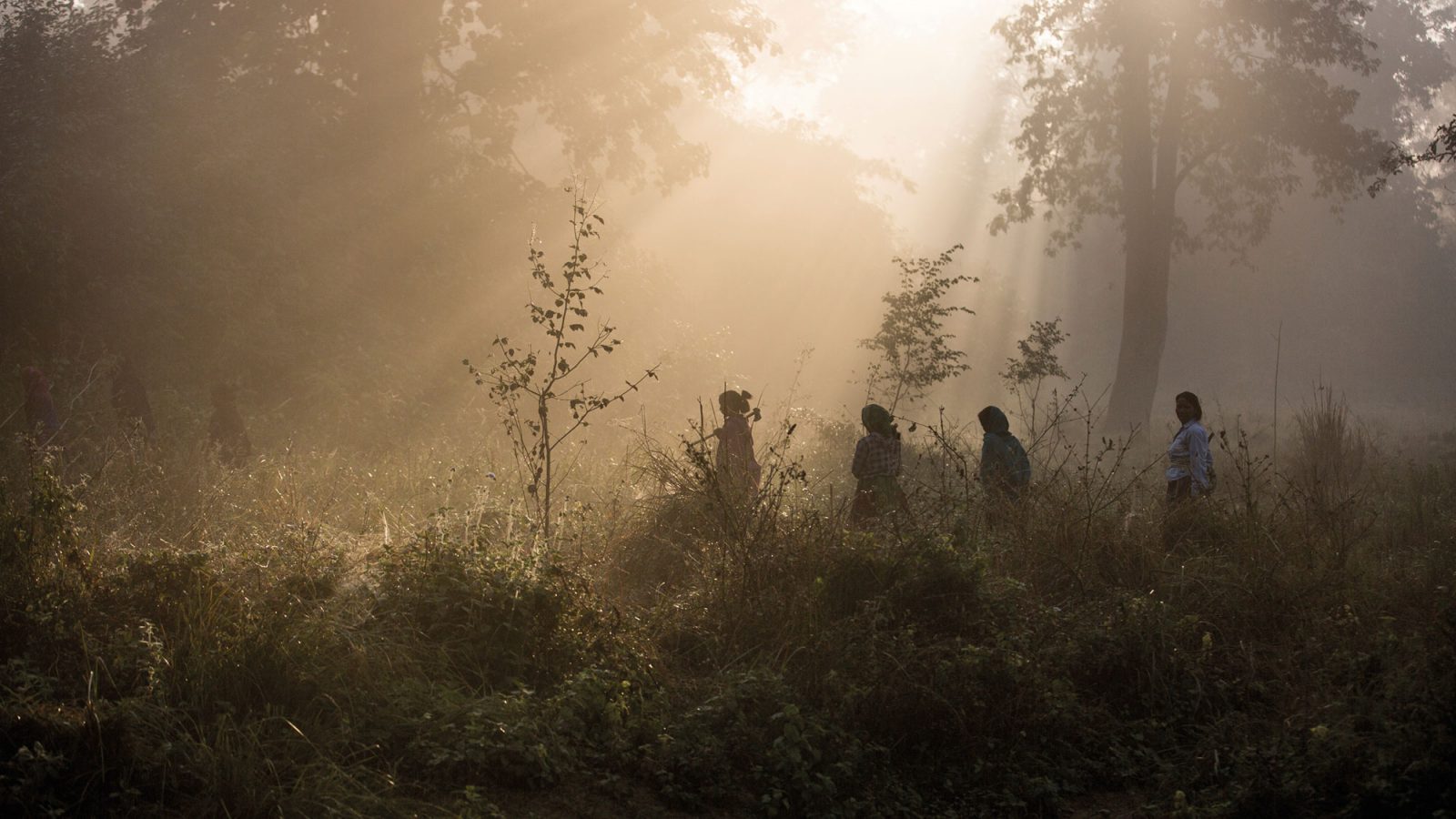 En grupp kvinnor som bär på arbetsredskap vandrar genom tät tropisk skog i soluppgången.