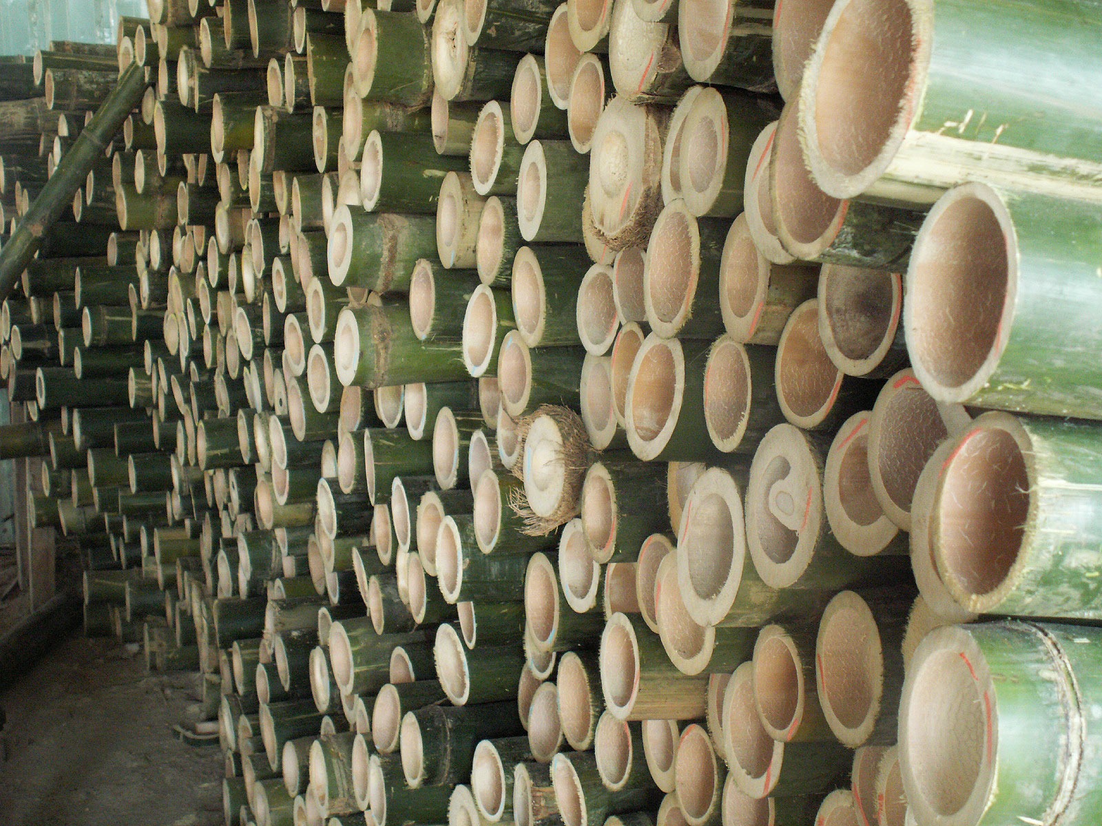 Close up of many tightly packed green bamboo poles.