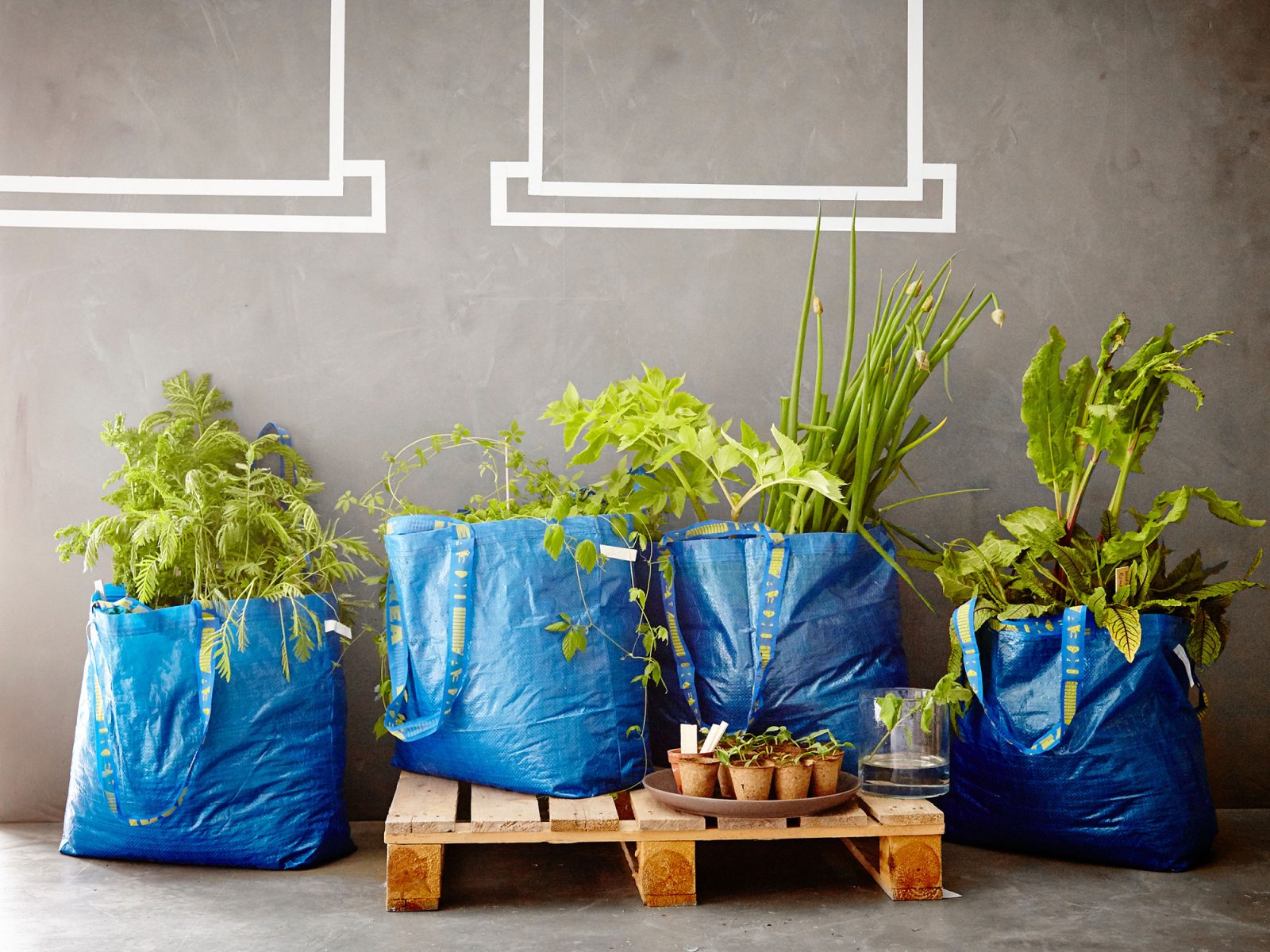 Una hilera de grandes bolsas azules FRAKTA usadas como macetas para frondosas plantas verdes.