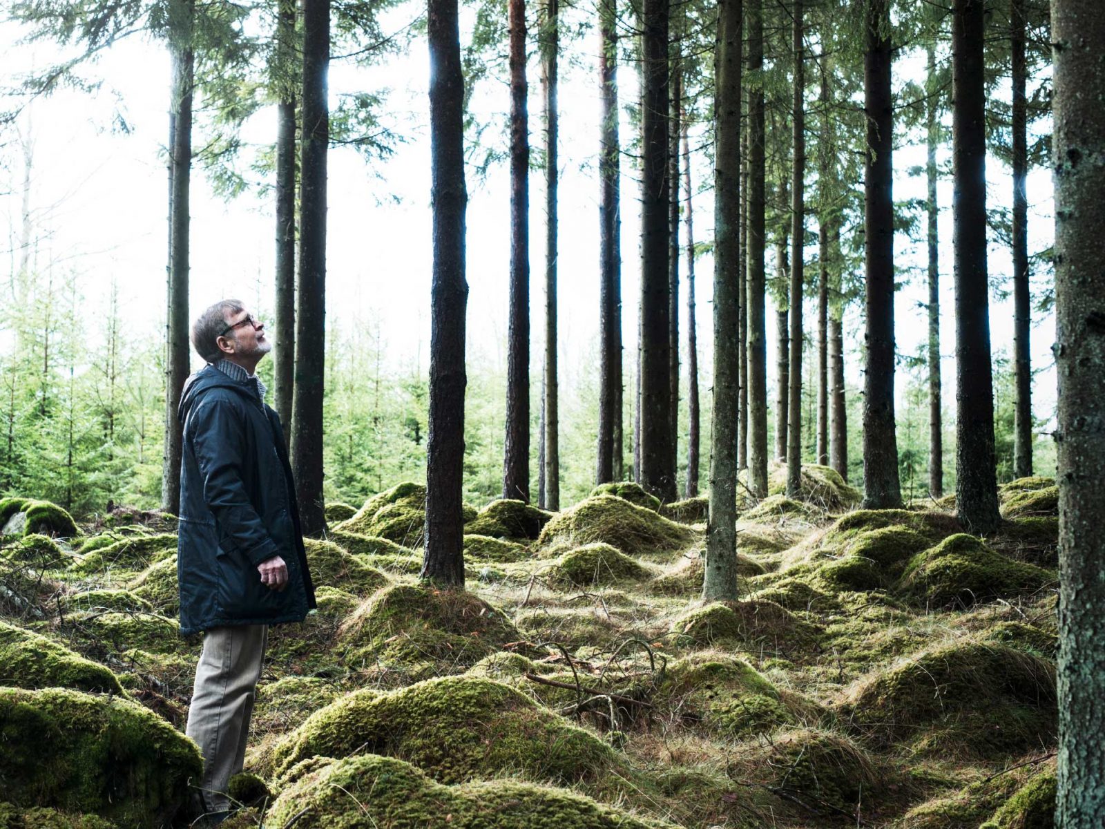 Grey-haired man in glasses and dark coat stands in a pine forest on ground covered with moss and looks up at the treetops.