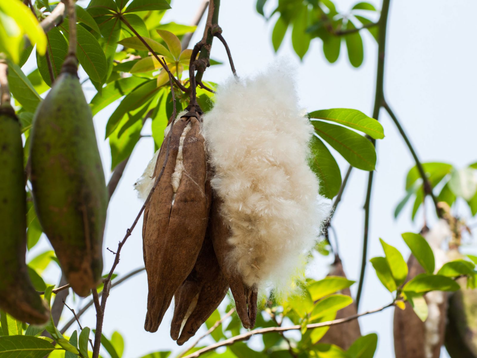 Close-up of a large fruit with fuzzy interior hanging in a kapok tree.