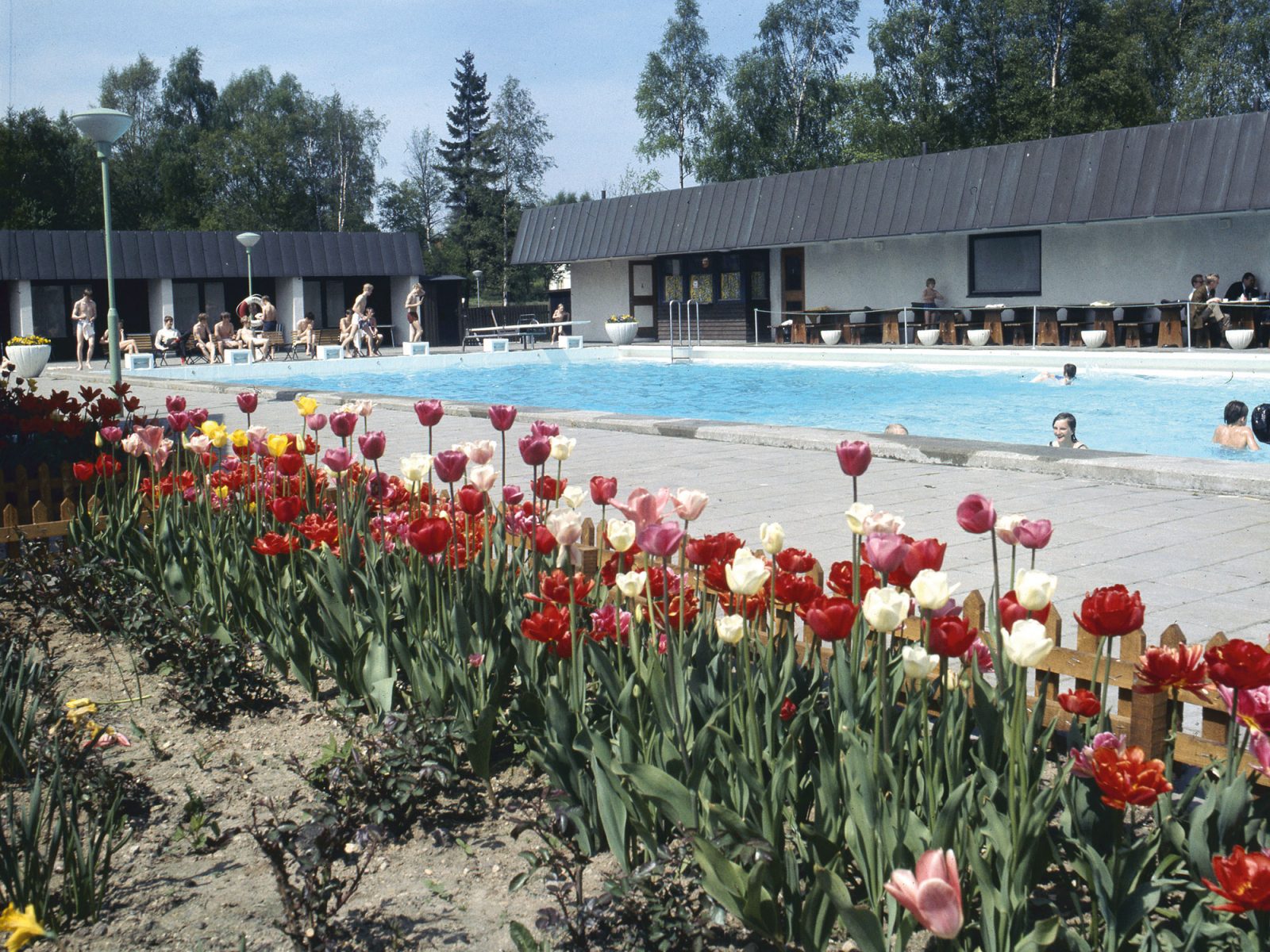 Swimming pool with bathing children and adults, red and white tulips in the foreground.