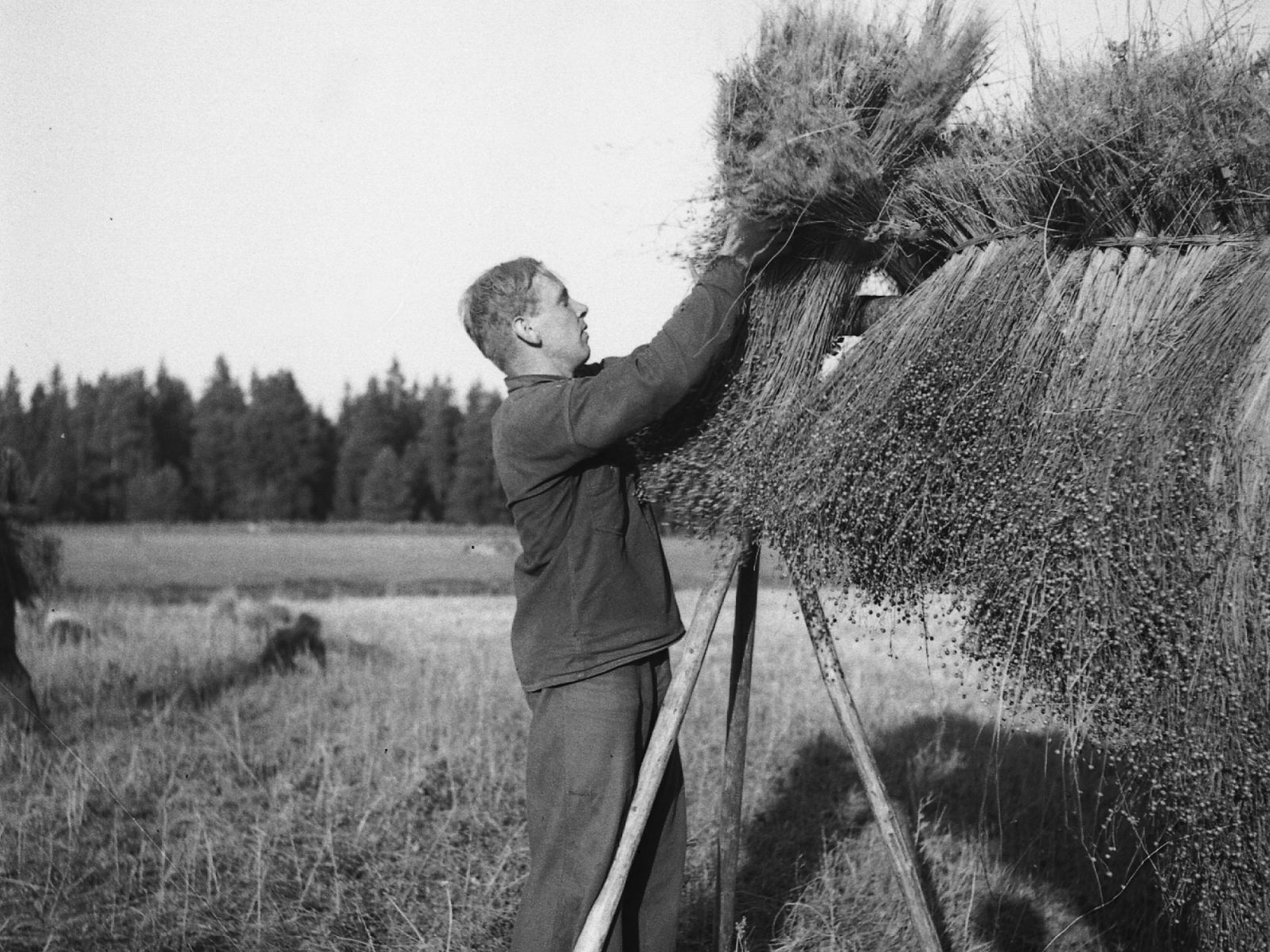 Man in field hanging harvested flax to dry, 1940s.